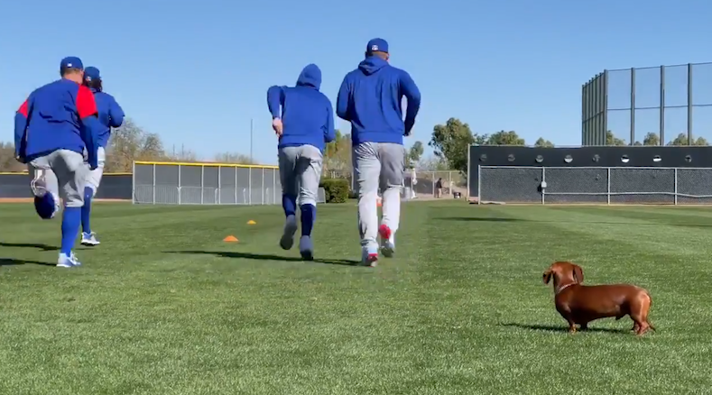 Anthony Rizzo used his dog to help Yankees keep Aaron Judge
