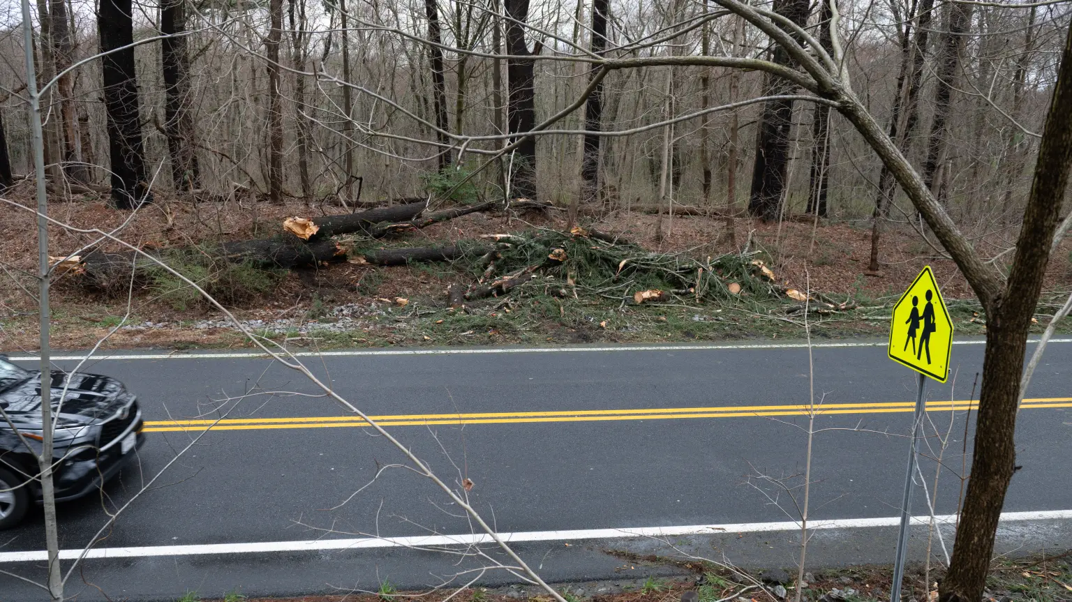 A woman was killed while driving her car only a few blocks from her home by a crashing tree to the roadway during Wednesday storm. 4 Tusiani, 50, was killed when a tree struck her vehicle while she was traveling northbound on Route 128 in Armonk, law enforcement sources said.