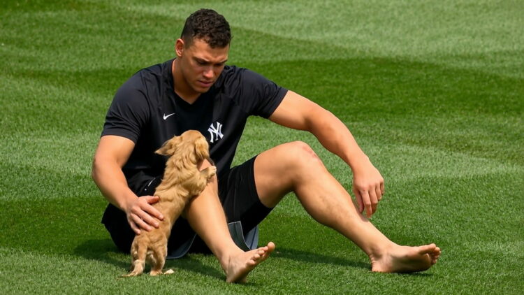 Aaron Judge is with his pet dog Gus before the Yankees' 7-3 win over the Angels, Anaheim, September 1, 2026.